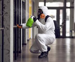 Best Basement Mold Removal in USA